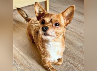 Bobby - möchte ausgelastet werden