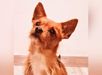 Bobby - möchte ausgelastet werden