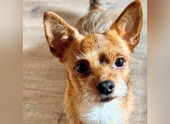 Bobby - möchte ausgelastet werden