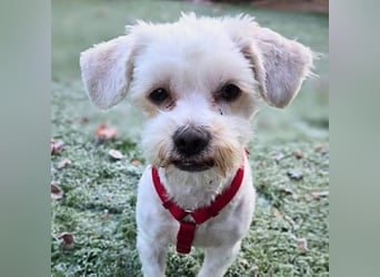 Erwin - verschmuster Fruchtzwerg