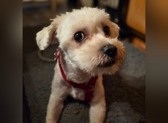 Erwin - verschmuster Fruchtzwerg