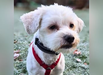 Erwin - verschmuster Fruchtzwerg