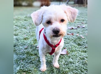 Erwin - verschmuster Fruchtzwerg