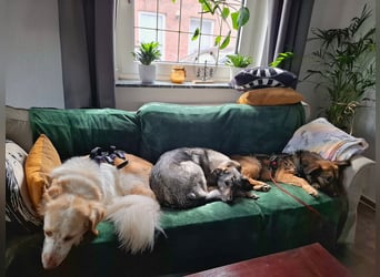 Pino - ist bereit die Welt zu entdecken