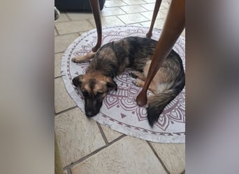 Pino - ist bereit die Welt zu entdecken