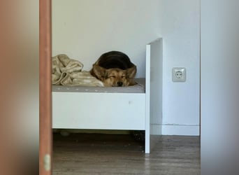 Inge - hat viel Chaos im Kopf