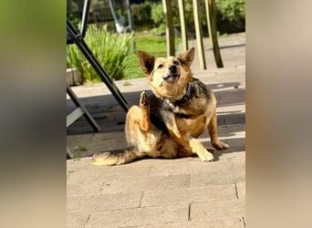 Inge - hat viel Chaos im Kopf