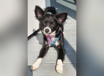 Lory sucht ihr für immer Zuhause