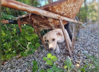 Sophie die Zaubermaus sucht ihr Glück