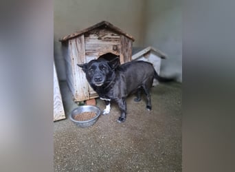 Sergiolino sucht sein Glück