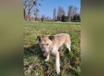 Grillo sucht seine Menschen