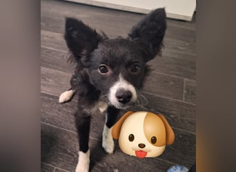 Lory sucht ihr für immer Zuhause