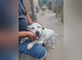 Bianchina sucht ihr Zuhause