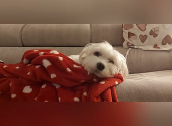 Fiocco sucht seine Seelenmenschen