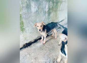 Gino sucht liebebvolles Zuhause