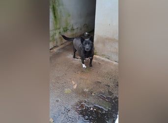 Sergiolino sucht sein Glück