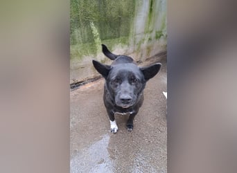 Sergiolino sucht sein Glück