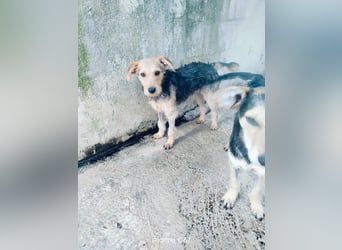 Gino sucht liebebvolles Zuhause
