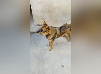 Lola sucht ihr für immer Zuhause