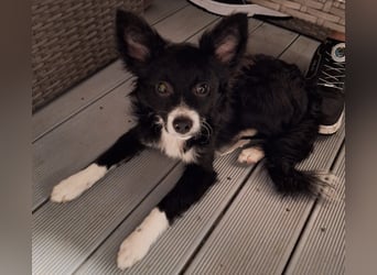 Lory sucht ihr für immer Zuhause