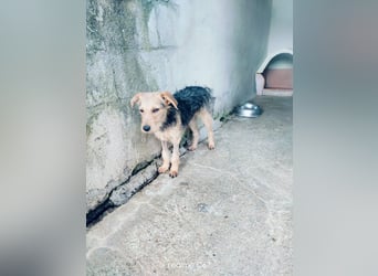 Gino sucht liebebvolles Zuhause