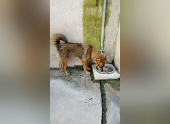 Lola sucht ihr für immer Zuhause