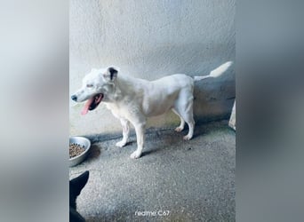 Bianchina sucht ihr Zuhause
