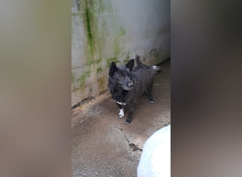 Sergiolino sucht sein Glück