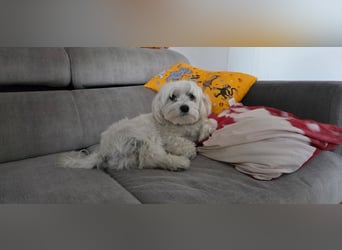 Fiocco sucht seine Seelenmenschen