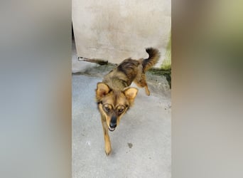 Lola sucht ihr für immer Zuhause