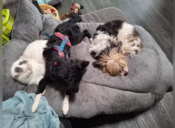 Lory sucht ihr für immer Zuhause