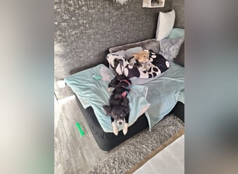 Lory sucht ihr für immer Zuhause