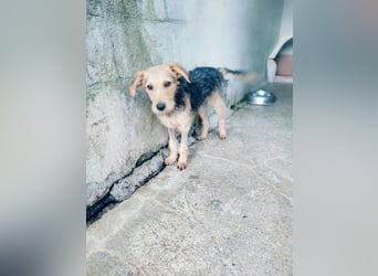 Gino sucht liebebvolles Zuhause