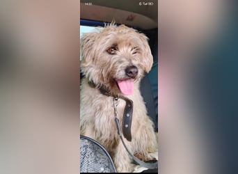 Suzy - junge Hündin sucht ihr Für -immer -Zuhause ❤️