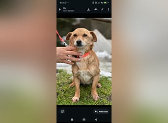 Luna sucht ihr Für -immer -Zuhause ❤️❤️❤️