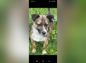 Max  sucht sein  Für -immer -Zuhause ❤️