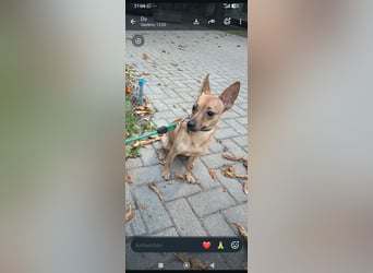 Mascha sucht ihr Für -immer -Zuhause ❤️❤️❤️