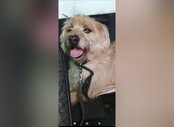 Suzy - junge Hündin sucht ihr Für -immer -Zuhause ❤️