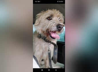 Suzy - junge Hündin sucht ihr Für -immer -Zuhause ❤️