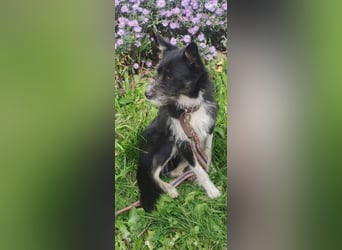 Kleiner Terrier Rem sucht liebevolle Familie