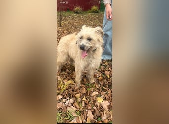 Suzy - junge Hündin sucht ihr Für -immer -Zuhause ❤️