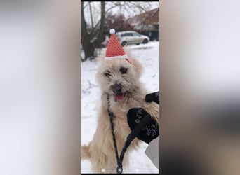 Suzy - junge Hündin sucht ihr Für -immer -Zuhause ❤️