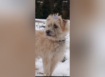 Suzy - junge Hündin sucht ihr Für -immer -Zuhause ❤️