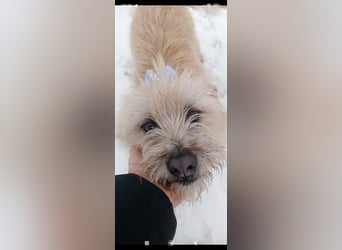 Suzy - junge Hündin sucht ihr Für -immer -Zuhause ❤️