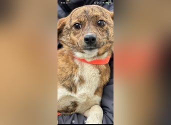 Luna sucht ihr Für -immer -Zuhause ❤️❤️❤️