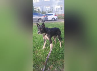 Kleiner Terrier Rem sucht liebevolle Familie