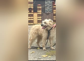 Suzy - junge Hündin sucht ihr Für -immer -Zuhause ❤️