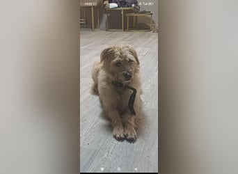 Suzy - junge Hündin sucht ihr Für -immer -Zuhause ❤️