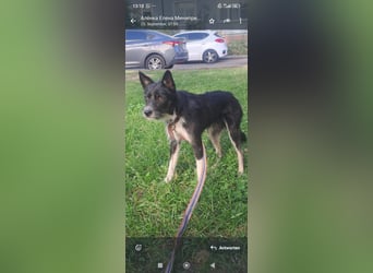 Kleiner Terrier Rem sucht liebevolle Familie