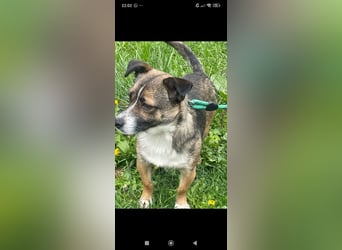 Max  sucht sein  Für -immer -Zuhause ❤️